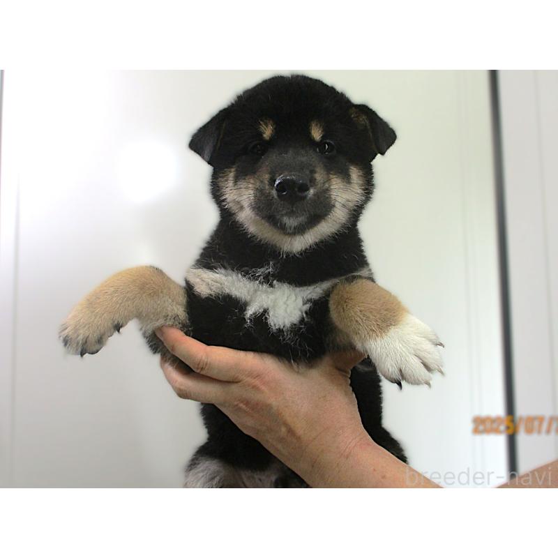 販売中の宮城県の柴犬-404339の5枚目