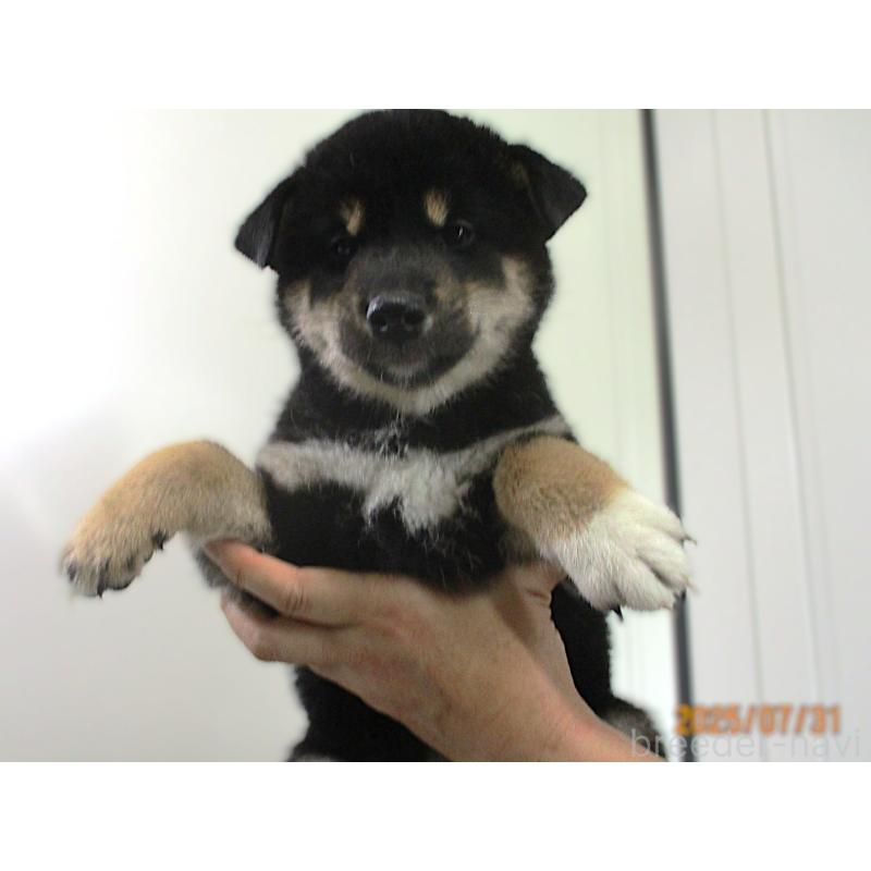 販売中の宮城県の柴犬-404339の4枚目