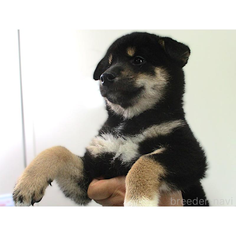 販売中の宮城県の柴犬-404339の2枚目