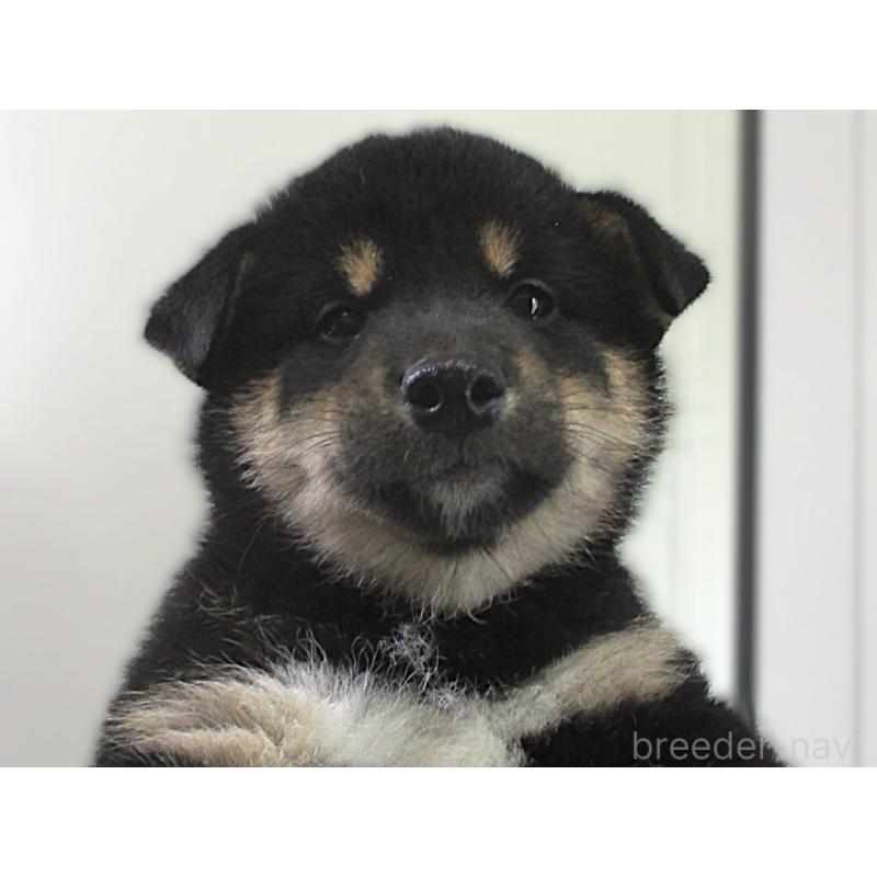 販売中の宮城県の柴犬-404339の3枚目