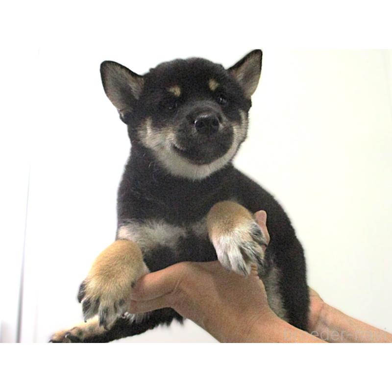 販売中の宮城県の柴犬-404341の5枚目
