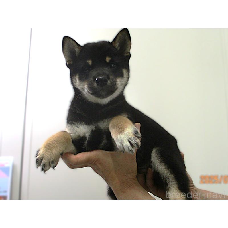 販売中の宮城県の柴犬-404341の4枚目