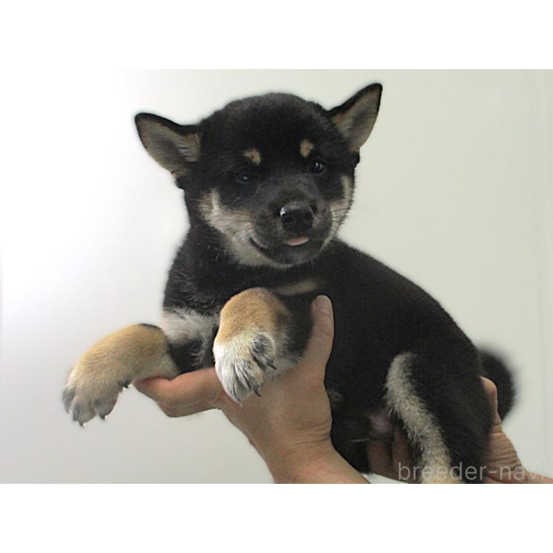 販売中の宮城県の柴犬-404341の3枚目
