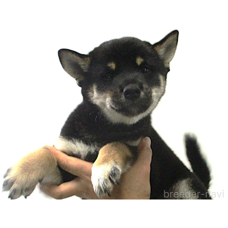 販売中の宮城県の柴犬-404341の2枚目