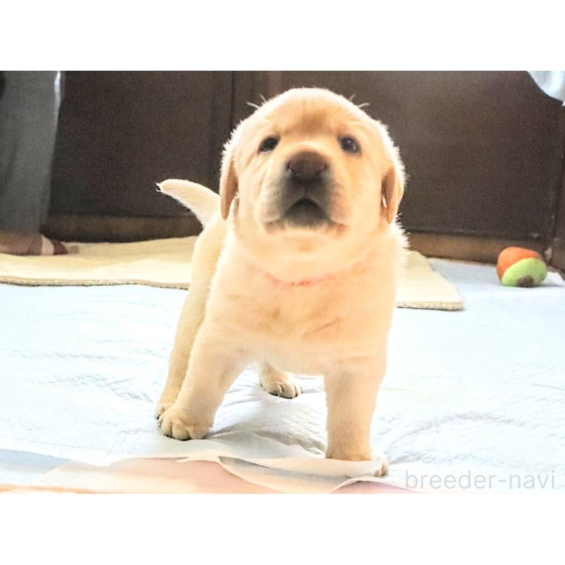 販売中の岡山県のラブラドールレトリーバー-404343の5枚目