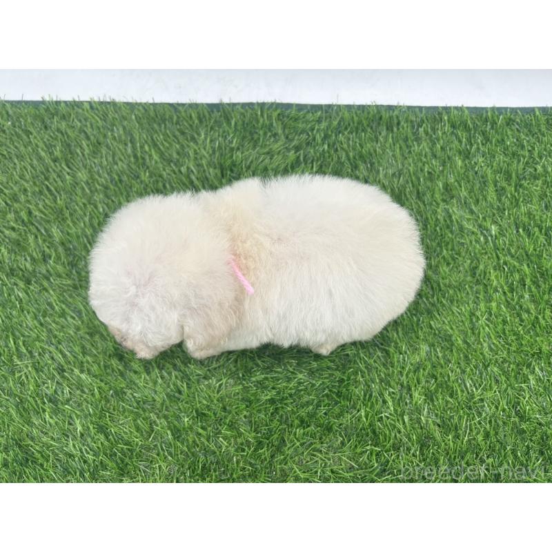 成約済の愛知県のトイプードル-402345の4枚目