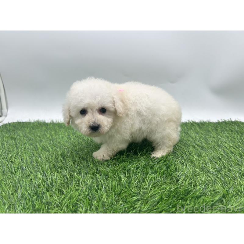 成約済の愛知県のトイプードル-402345の3枚目