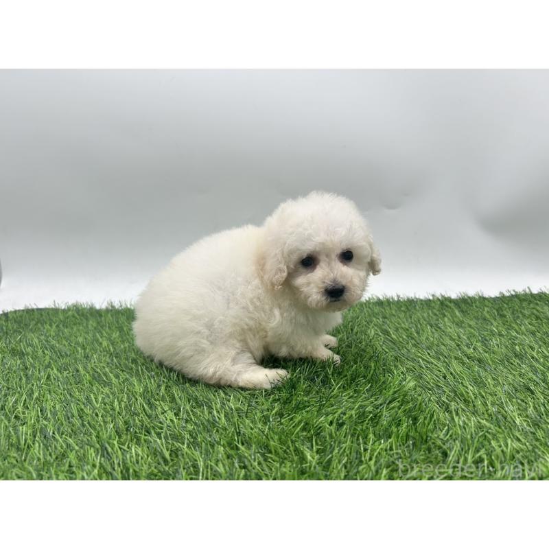 成約済の愛知県のトイプードル-402345の2枚目