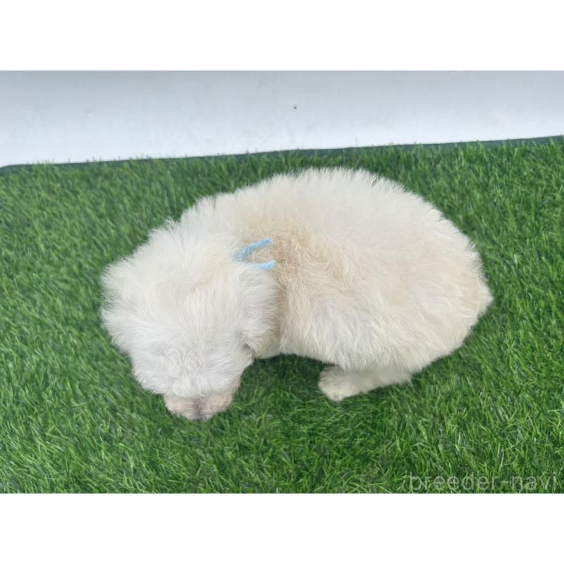 成約済の愛知県のトイプードル-402344の4枚目