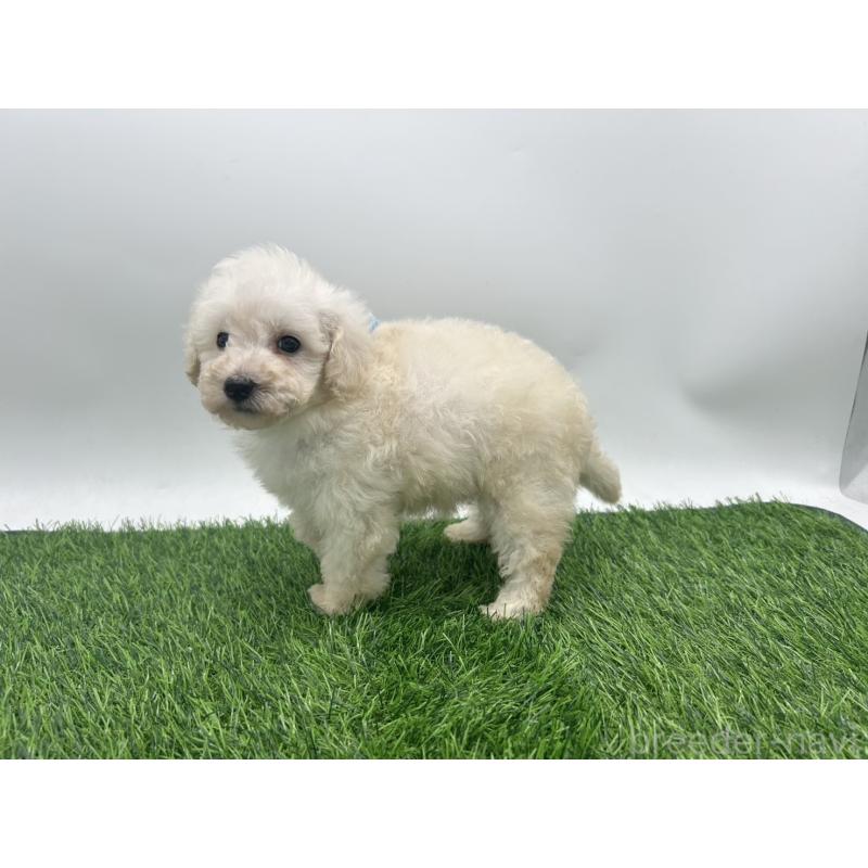 成約済の愛知県のトイプードル-402344の3枚目