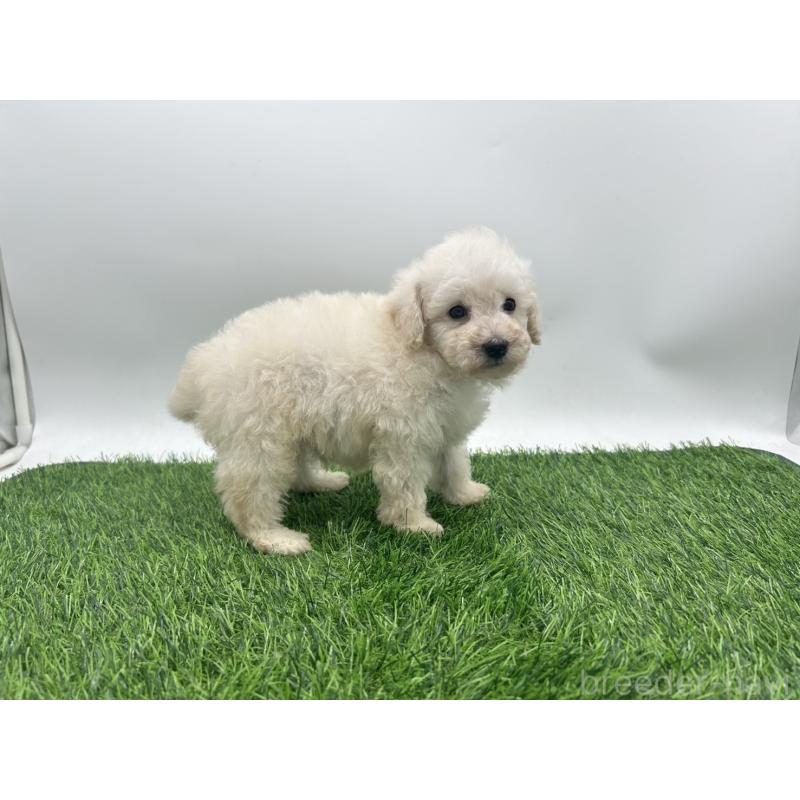 成約済の愛知県のトイプードル-402344の2枚目