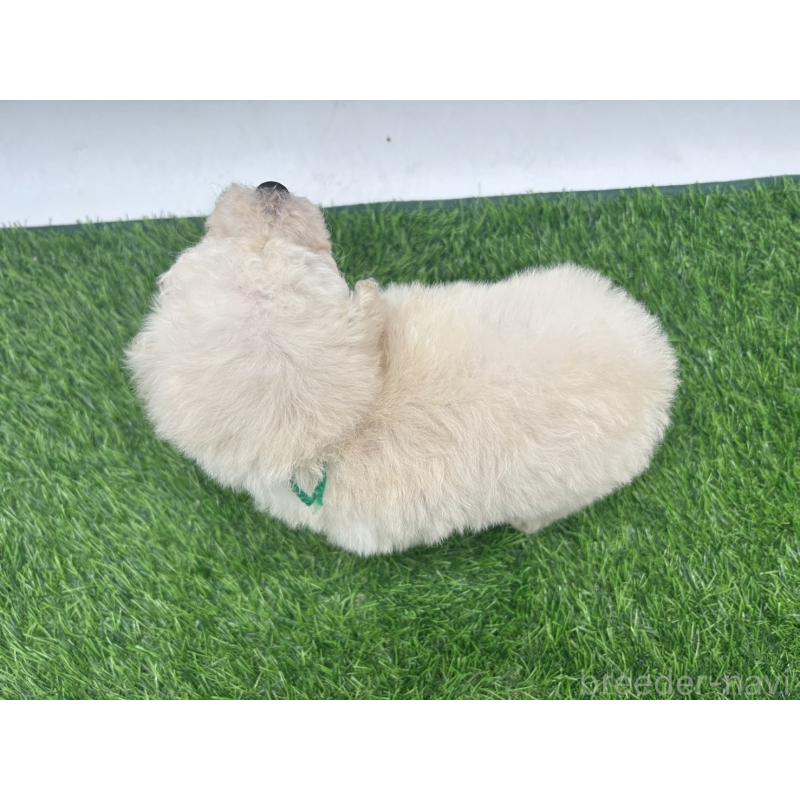 成約済の愛知県のトイプードル-402343の4枚目