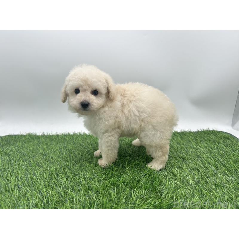 成約済の愛知県のトイプードル-402343の3枚目