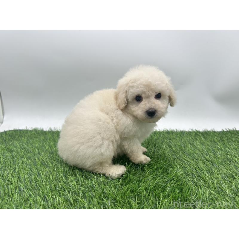 成約済の愛知県のトイプードル-402343の2枚目