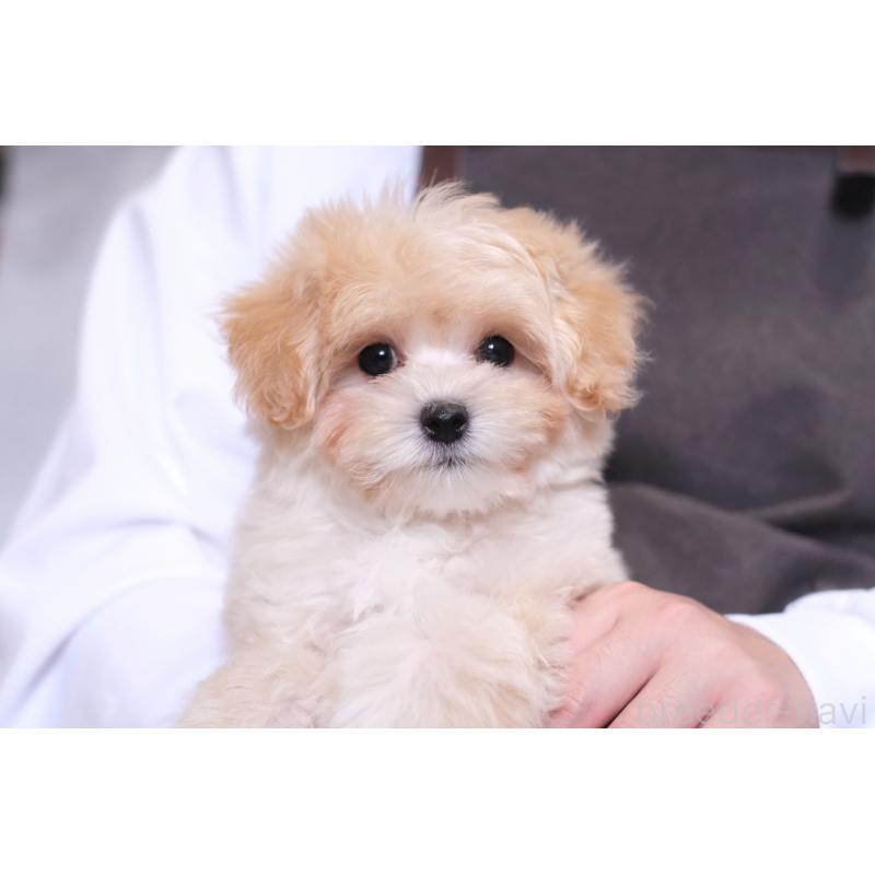 販売中の群馬県のマルプー:マルチーズ×トイプードル-404368の3枚目