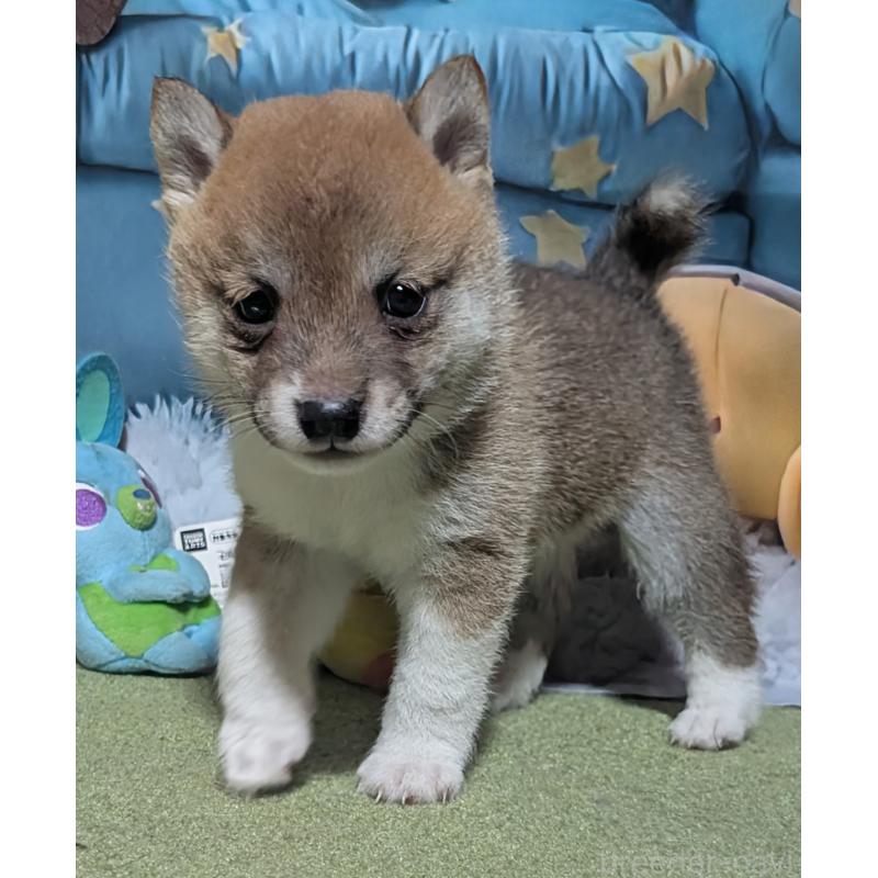 販売中の岡山県の豆柴-404379の8枚目