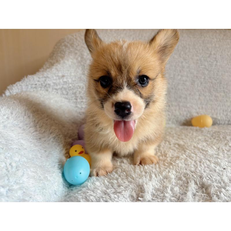 販売中の茨城県のウェルシュコーギーペンブローク-401026