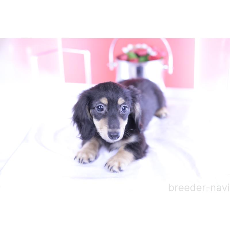 成約済の愛知県のカニンヘンダックスフンド(ロングヘアード)-391339の9枚目