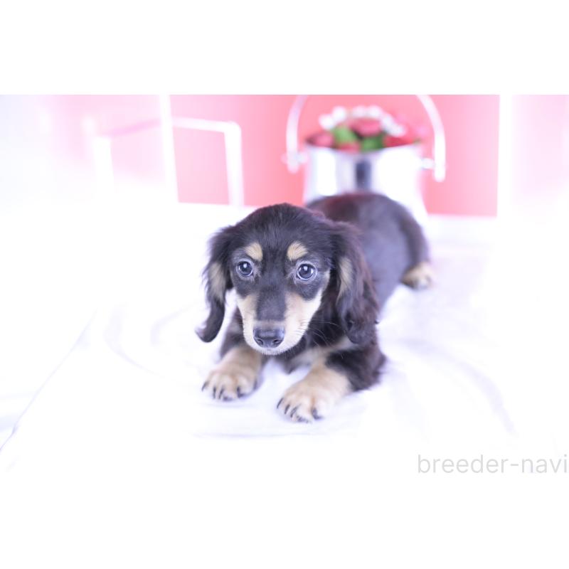 成約済の愛知県のカニンヘンダックスフンド(ロングヘアード)-391339の7枚目