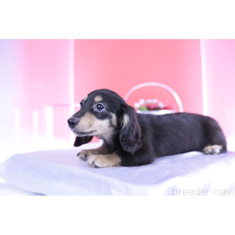 成約済の愛知県のカニンヘンダックスフンド(ロングヘアード)-391339の6枚目