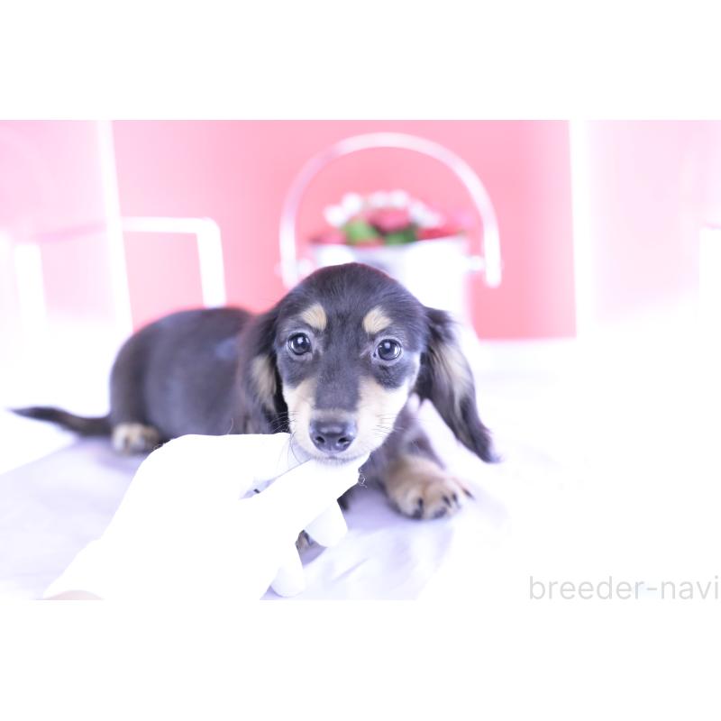 成約済の愛知県のカニンヘンダックスフンド(ロングヘアード)-391339の5枚目