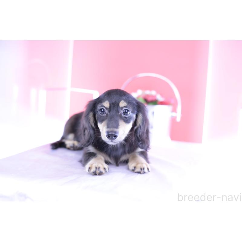 成約済の愛知県のカニンヘンダックスフンド(ロングヘアード)-391339の2枚目