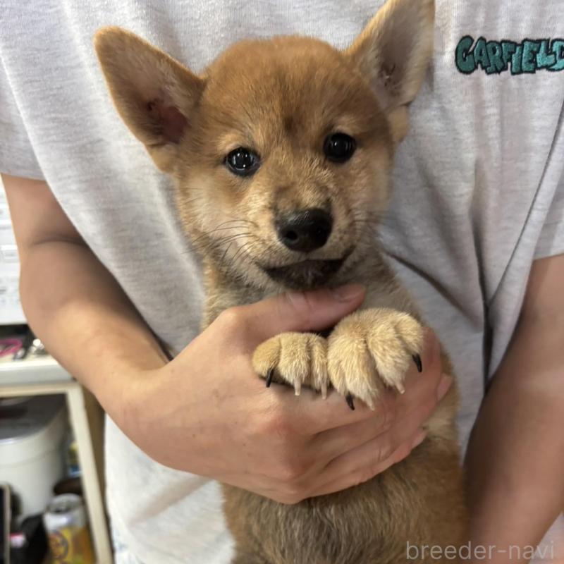 販売中の香川県の柴犬-404387の1枚目