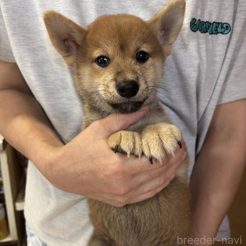 販売中の香川県の柴犬-404387の5枚目