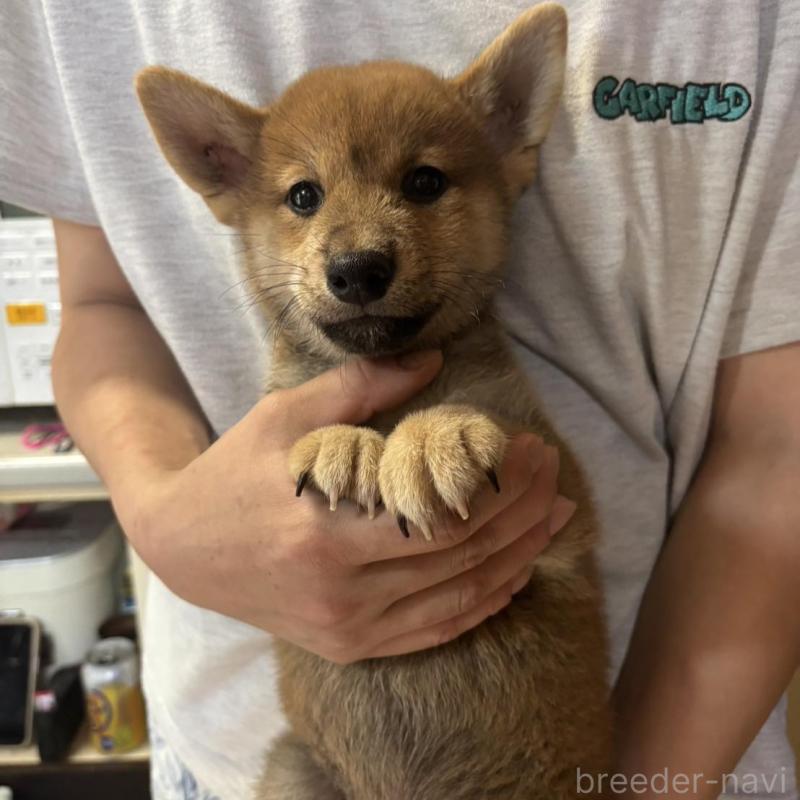 販売中の香川県の柴犬-404387の4枚目