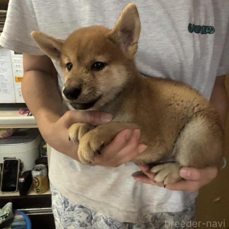 販売中の香川県の柴犬-404387の3枚目