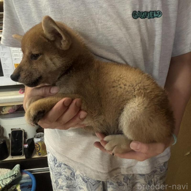 販売中の香川県の柴犬-404387の2枚目