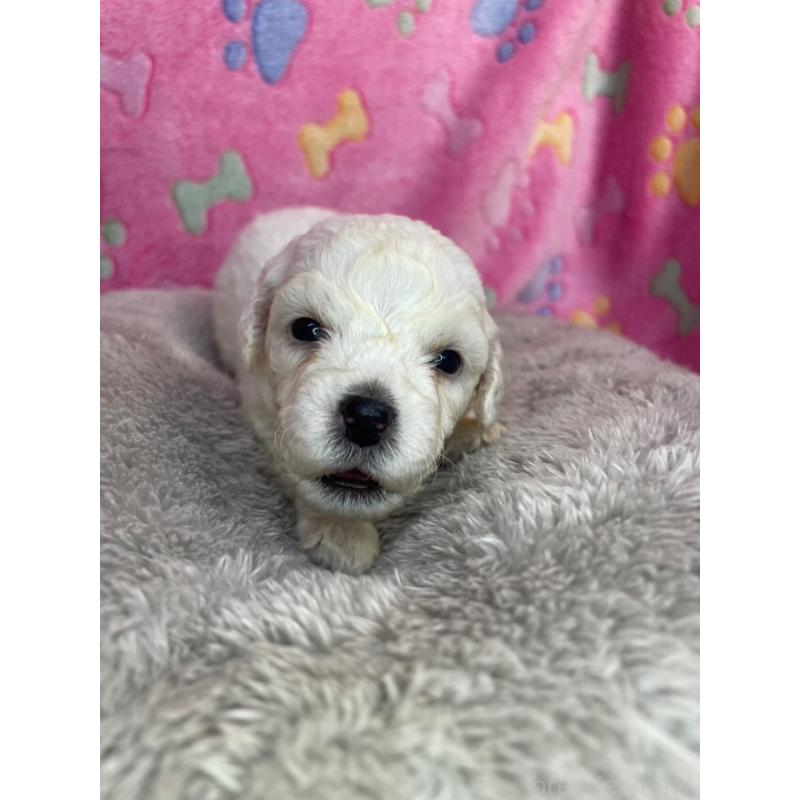 販売中の千葉県のビションフリーゼ-404388の3枚目