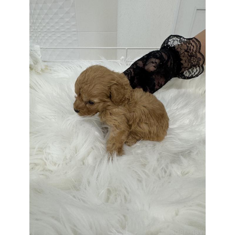 販売中の山梨県のミックス犬-404401の2枚目