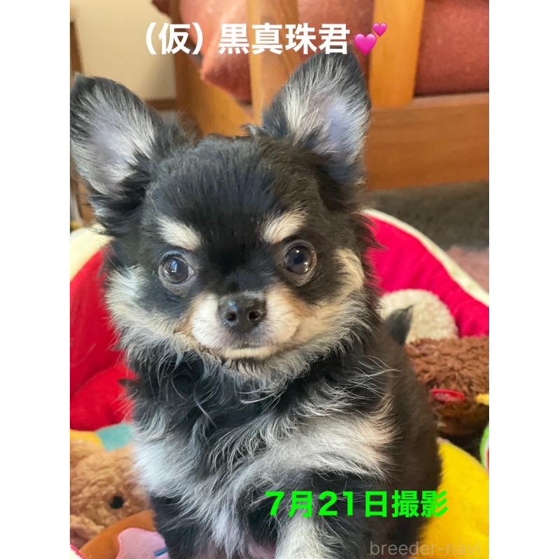 成約済の静岡県のチワワ(ロングコート)-404405の4枚目
