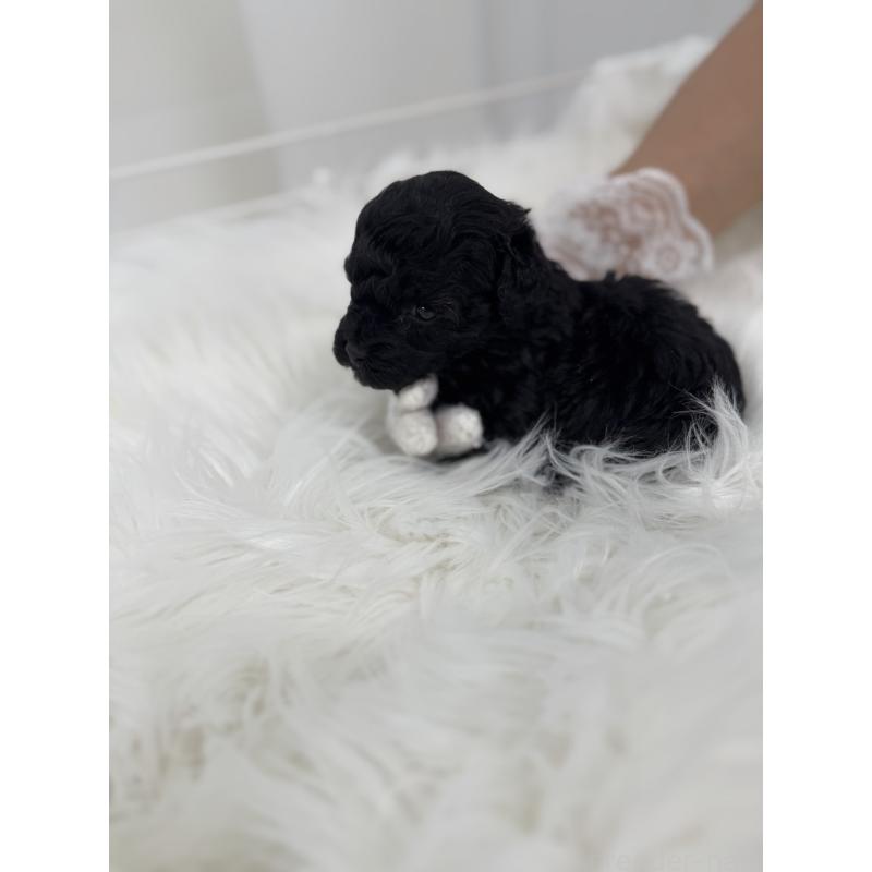 販売中の山梨県のミックス犬-404404の2枚目