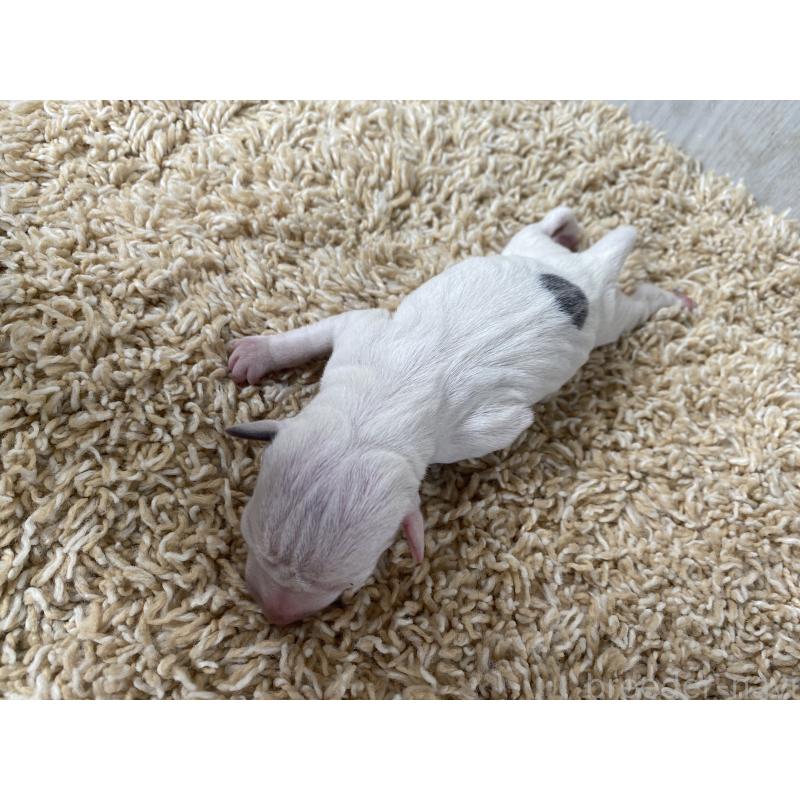販売中の茨城県のイタリアングレーハウンド(イタグレ)-404426の2枚目