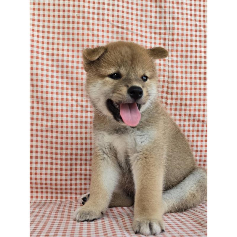 販売中の島根県の柴犬-404427の6枚目
