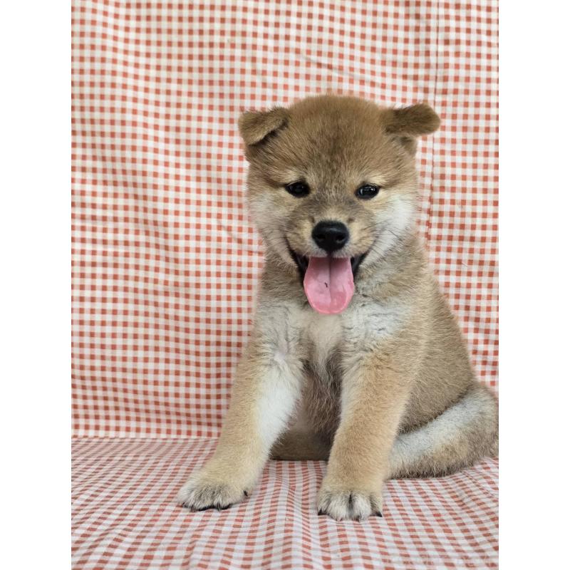 販売中の島根県の柴犬-404427の5枚目