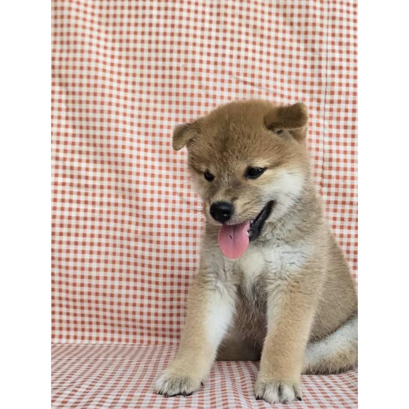 販売中の島根県の柴犬-404427の4枚目