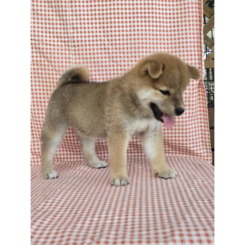 販売中の島根県の柴犬-404427の3枚目