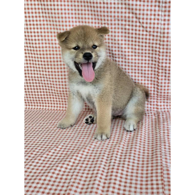 販売中の島根県の柴犬-404427の2枚目