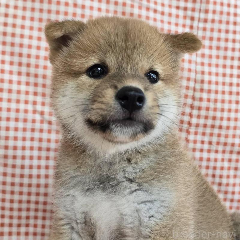 販売中の島根県の柴犬-404427の1枚目