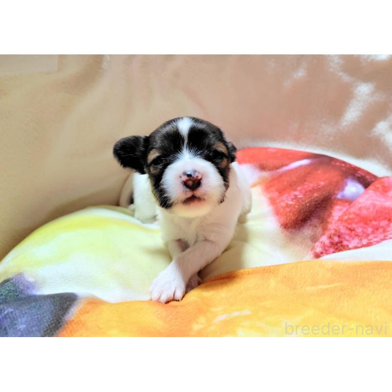 成約済の滋賀県のパピヨン-404434の14枚目