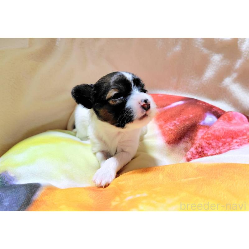 成約済の滋賀県のパピヨン-404434の13枚目