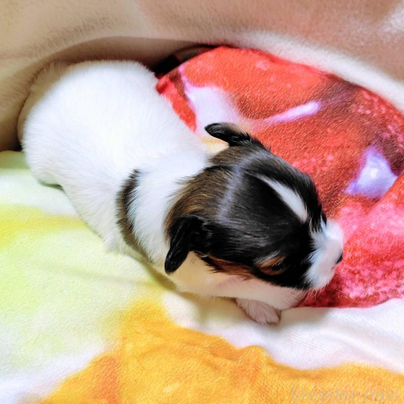 成約済の滋賀県のパピヨン-404434の12枚目