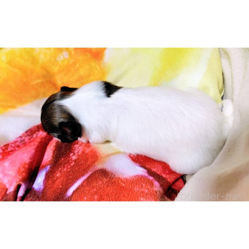 成約済の滋賀県のパピヨン-404434の11枚目