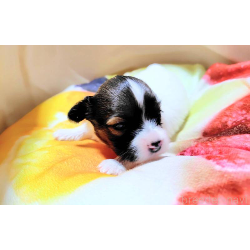 成約済の滋賀県のパピヨン-404434の10枚目