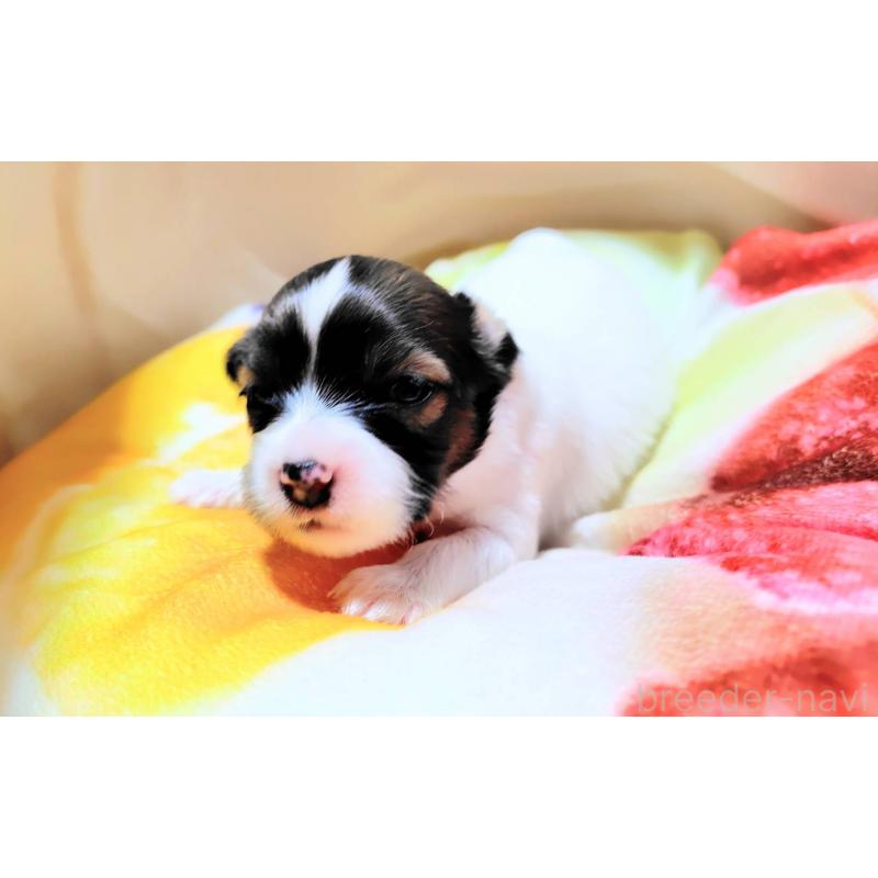 成約済の滋賀県のパピヨン-404434の9枚目