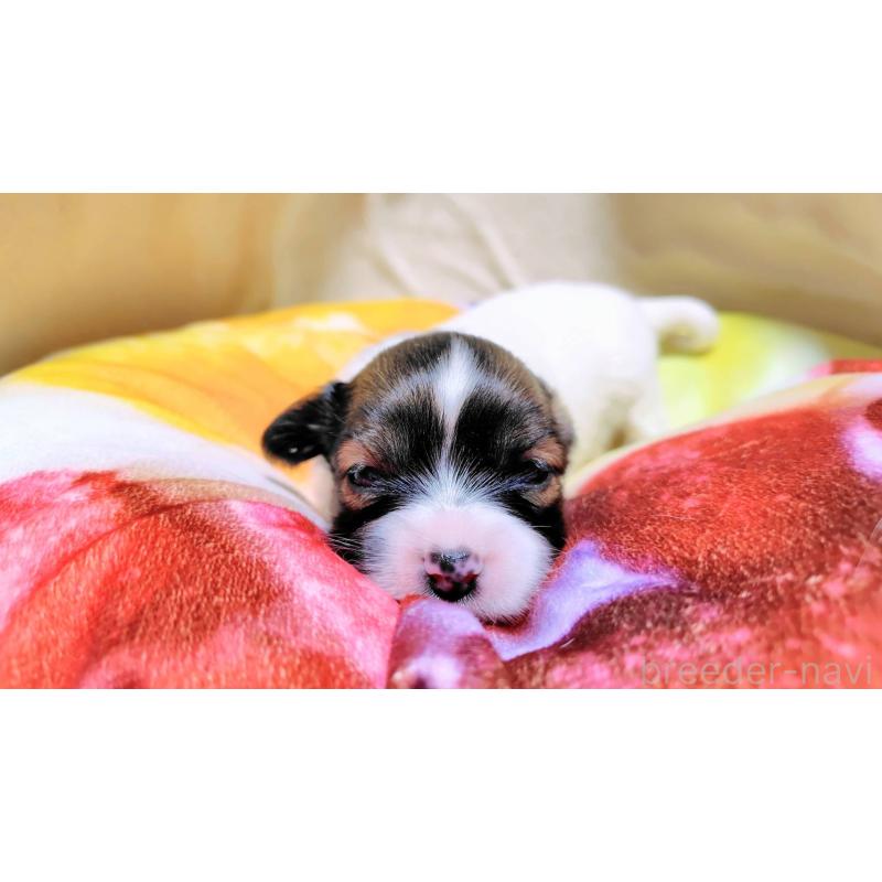 成約済の滋賀県のパピヨン-404434の8枚目