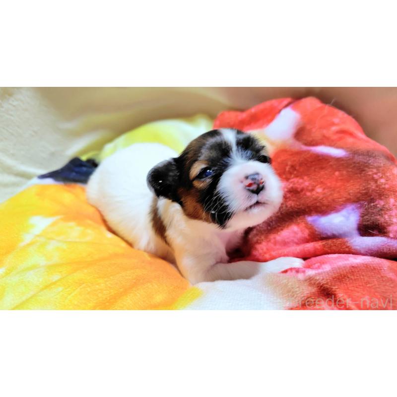 成約済の滋賀県のパピヨン-404434の7枚目